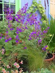 Image result for Mechowia grandiflora