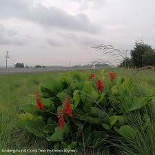 Image result for Erythrina zeyheri