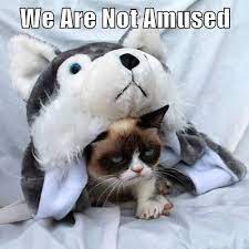 We Are Not Amused Grumpy Cat Humor Grumpy Cat Quotes Grumpy Cat