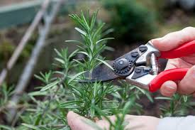 Image result for rosemary pruning