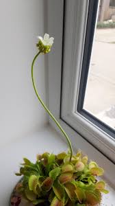 She was so important to romans that they claimed her as their ancestress. My Venus Fly Trap Is Growing A Flower D I Didn T Even Know This Was Possible Venusflytraps