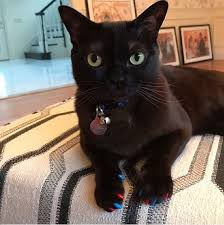Boston, massachusetts holds the largest population of polydactyl cats, believed to be descendents of the feline brought to the us by english. Cat Owners Are Blasted For Cruel Stick On Claw Covers Daily Mail Online