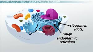 (found in plant cells not animal cells) the cell wall is made of a tough, yet flexible, material called cellulose. Rough Endoplasmic Reticulum Definition Structure Functions Video Lesson Transcript Study Com