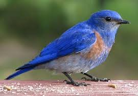 Backyard Birds Of Western Washington Lovely To Spot A Showy Western Bluebird On My Morning Hike Today Photo Credit C Barbara Pursell Pfw Spokane Washington Birds Blue Bird Animal Spirit Guides
