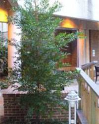 Image result for Nageia nagi