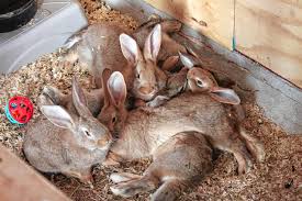 The flemish giant rabbit is undisputedly the heaviest and largest among all known breeds of rabbits in the world. The Recorder Wouldn T You Love Some Bunny To Love