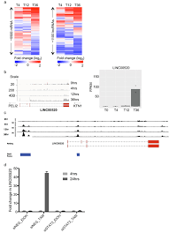 // создать массив разделов $contents = array(tutorials, articles, scripts, contact); Linc00520 Is Induced By Src Stat3 And Pi3k And Plays A Functional Role In Breast Cancer Oncotarget