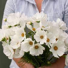 Pin On Cut Flower Garden