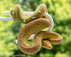 Baby Emerald Tree Boa 5 Outback Reptiles
