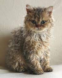 Selkirk Rex Kittens Cutest Beautiful Cats Cute Animals