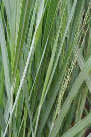 Die rutenhirse ist horstbildend und hat einen straff aufrechten, an den spitzen einen überhängenden wuchs. Panicum Virgatum Nordwind