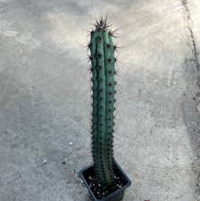 Image result for Pycreus aethiops