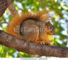 These bright fruits are sweet, which draws the squirrels to them. Squirrel Eating Apple On The Tree Canstock