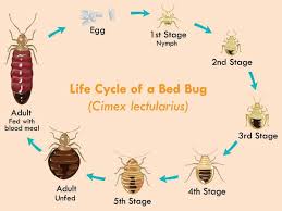Digital pest control dhaka remove bed bugs. Bed Bugs Control Services In Noida Delhi Ncr Rpa Pest Control