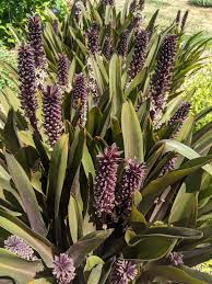 Image result for Eucomis