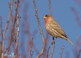 Bird With Red Head And Chest House Finch Ev Cutresi California 2019