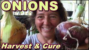 2 lb Candy Onions, Big Bertha Bell Peppers, and Pretty Squash