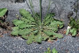 Image result for Hypochaeris radicata