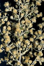 Image result for Tarchonanthus camphoratus