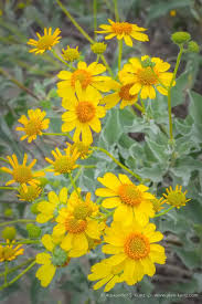 Image result for Justicia tenella