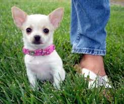 White Teacup Chihuaha Cute Chihuahua Teacup Chihuahua Chihuahua Puppies