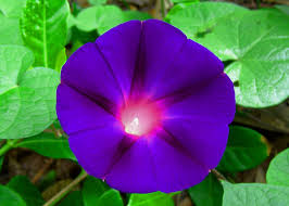 Image result for Ipomoea venosa