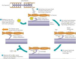 Actin And Myosin Filaments Myosin Actin Interactions Underlying Muscle Fiber Contraction Sensory Motor Anatomy And Physiology Flashcards