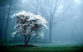 Nature Pc Backgrounds Hd For Desktop Desktop Wallpapers Hd 4k Windows 10 Mac Apple Colourful Images Backgrounds Download Wallpaper 2560x1600 The Wallpaper