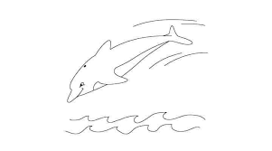 Un dessin se contraste toujours progressivement une fois les proportions et le tracé terminés. Comment Dessiner Un Dauphin Etape Par Etape