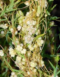 Image result for Cuscuta hyalina