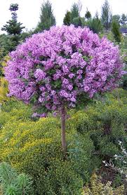 Image result for Syringa meyeri ´Palibin