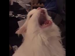 Screaming Cat Meme October 2019 Youtube