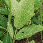 Image result for Crossopteryx