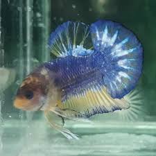 Pk yellow fancy white mask ukuran m+ #cupang #cupanghias #cupangfancy #plakat pic.twitter.com/gptq1f7ati. Promo Ikan Hias Cupang Yellow Fancy Hmpk Murah Shopee Indonesia