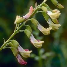 Image result for Astragalus