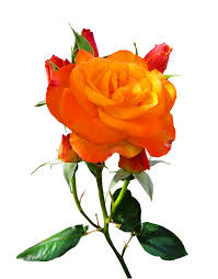 If you collect several different flowers, you get a bouquet. Mary Jane Dougall Flowers Syracuse Ny 1115 E Colvin St Florists Flower Delivery