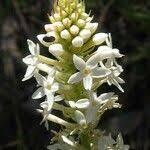 Image result for Hebenstretia