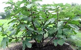 Wide selection of fig varieties. Dwarf Fig Live Plant All Climate Bangalore Agrico Bangalore Agrico