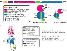 Fpla is an sap table used to store billing plan data. A Chemical And Biological Toolbox For Type Vd Secretion Characterization Of The Phospholipase A1 Autotransporter Fpla From Fusobacterium Nucleatum Journal Of Biological Chemistry