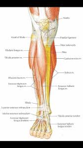 Jul 29, 2020 · formed by the left and right hip bones, the pelvic girdle connects the lower limb (leg) bones to the axial skeleton. Su Lms