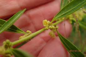 Image result for Clutia angustifolia