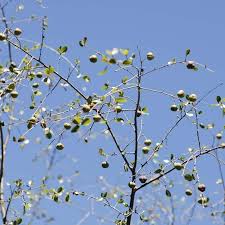 Image result for Picrodendraceae