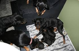 From time to time, we have rottweiler puppies in illinois available to good homes. Rottweiler Puppies For Sale In Springfield Illinois Classified Americanlisted Com