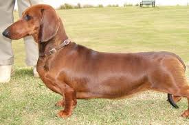 Fundraiser by Andrea Pisani : In loving memory of Janet Lovick-Gibbs