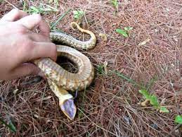 Not sure if that's common behavior for a pygmy rattlesnake, but it is how i found out about hognoses doing it too. Hognose Playing Dead Kinda Funny Youtube