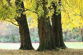 Ginkgo trees can live as long as a thousand years. Ginkgo Biloba