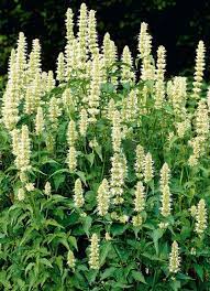 Astilbe Perennial Plants Herbaceous Perennials