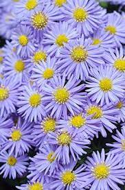 Michaelmas Daisy Professor Anton Kippenberg Michaelmas Daisy Plants Daisy Flower