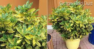 Repot a croton in spring when needed. Gold Dust Croton Care How To Grow Codiaeum Variegatum