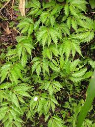 Image result for Lecanthus peduncularis